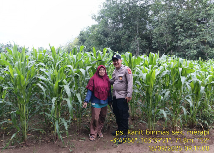 Dukung Program Ketahanan Pangan, Bhabinkamtibmas Dampingi Petani Tanam Jagung