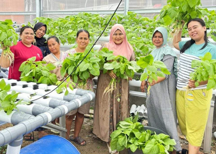 Dalam Hitungan Minggu Ibu-ibu Desa Negeri Agung Sudah Panen Sayuran Sehat, Mau Tau Rasanya Nih Simak