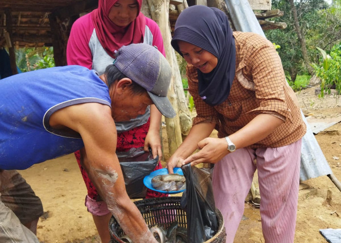 Panen Perdana Berhasil Hasilkan 300 Kg Ikan Lele untuk Warga Lubuk Mabar 