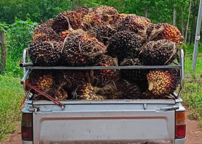 Harga TBS Sawit Sumsel Periode II Februari 2026 Naik, Tembus Rp3.586,81/ kg