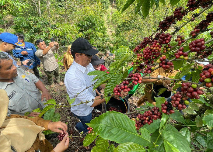 PTBA Dampingi Petani Kopi Sawahlunto Panen dan Ciptakan Nilai Tambah