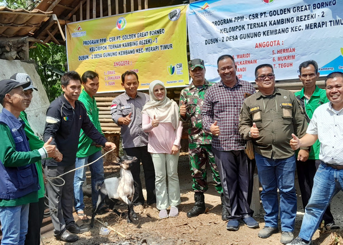 Bantuan Tahap Awal Sukses  PT Golden Great Borneo Kembali Gulirkan Bantuan Untuk Peternak Desa Gunung Kembang 