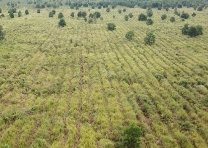 SKK Migas - PetroChina Hijaukan Ratusan Hektar Hutan Gambut dan Hutan Kota 