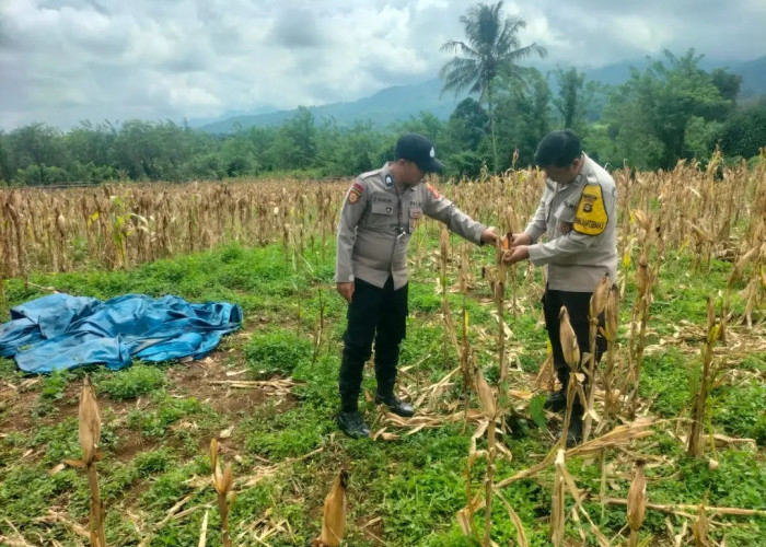 Polsek Kota Agung Panen Jagung Bersama Petani di Desa Tanjung Bulan