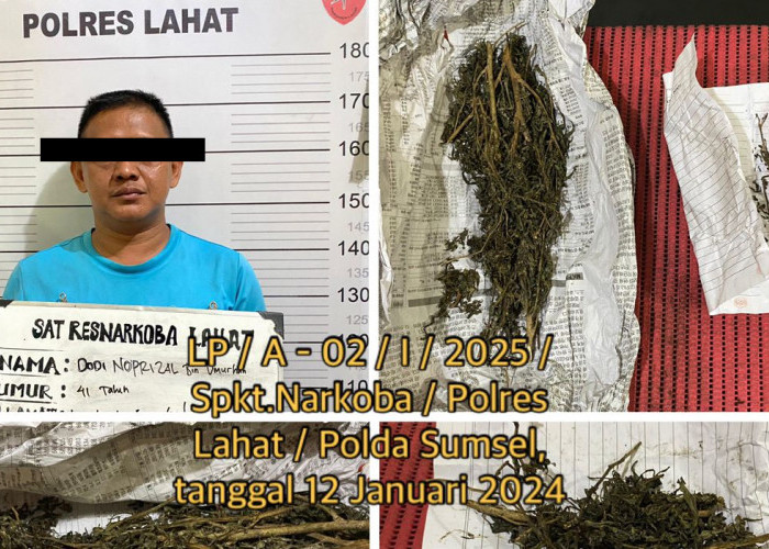 Tangkap Terduga Pengedar Narkoba di Bandar Agung, Satresnarkoba Polres Lahat Temukan Barang Bukti Ganja