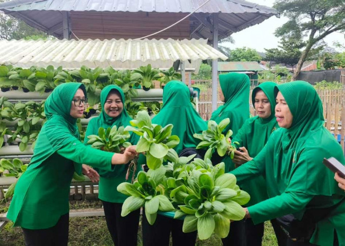 Sukseskan Ketahanan Pangan Nasional, Persit Kodim 0405/Lahat Panen Sayuran Hidroponik dan Jagung Hibrida