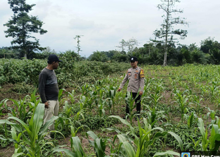 Ketahanan Pangan, Bhabinkamtibmas Briptu Andri Kusuma Pengecekan Tanaman Jagung di Desa Binaan