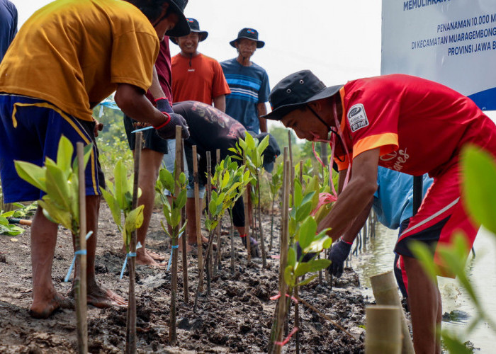 Peringati Hari Mangrove Sedunia, BRI Pertegas Komitmen Selamatkan Lingkungan Lewat Perbaikan Ekosistem Pesisir