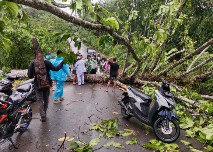 Pohon Besar Tumbang Hadang Jalan Selike, Warga Kena Sengat Penyengat, Timpa Kabel PLN