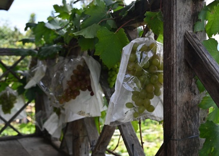 Lidyawati Cik Ujang Ingin Anggur Jarai Dikembangkan Dalam Jumlah Besar