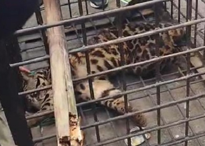 Kaget! Macan Dahan Masuk Rumah Warga Kota Lahat