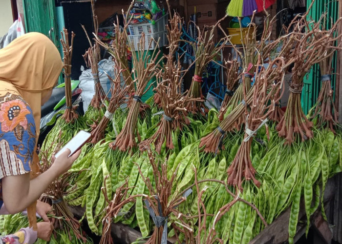 Petai Lampung Masuk Lahat Harganya Murah Meriah Jauh dari Pasaran, Ini Manfaatnya