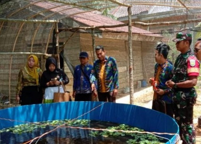 Jalankan Program Ketahanan Pangan, Babinsa Koramil 405-12/Kota Lahat Cek Budidaya Ikan Lele