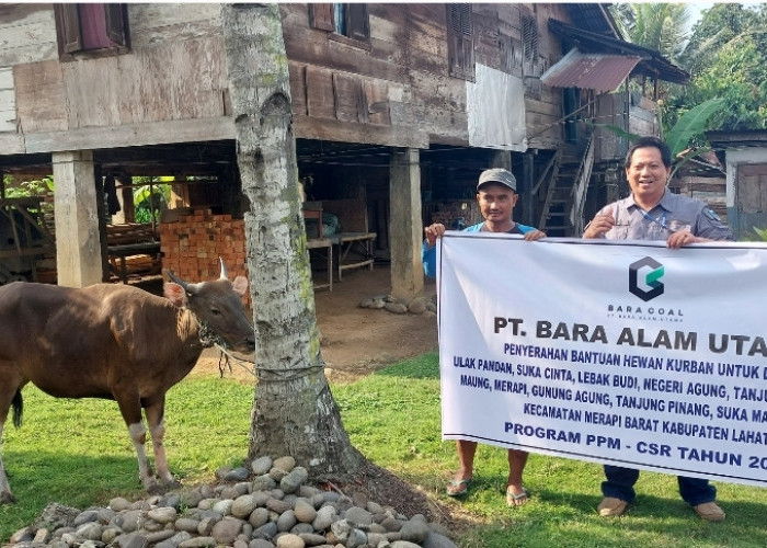PT BAU Salurkan Bantuan Hewan Kurban di 11 Desa se Kecamatan Merapi Barat