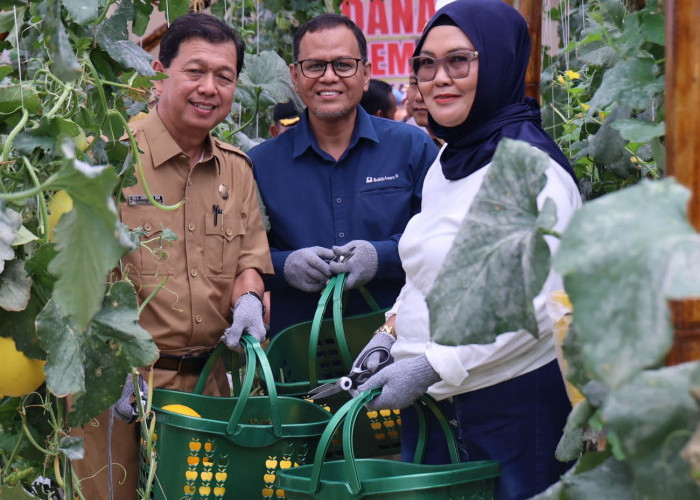 Kelompok Pembibitan Eco Agrotomation Binaan Bukit Asam Panen Perdana Melon Premium