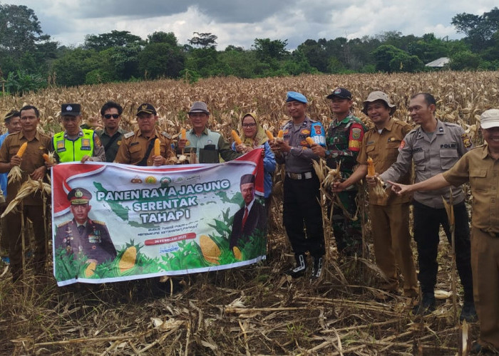 Dinas TPHP Lahat Panen Jagung di Desa Talang Tinggi Pseksu, Minta Hasil Panen Jagung Diserap Bulog Lahat