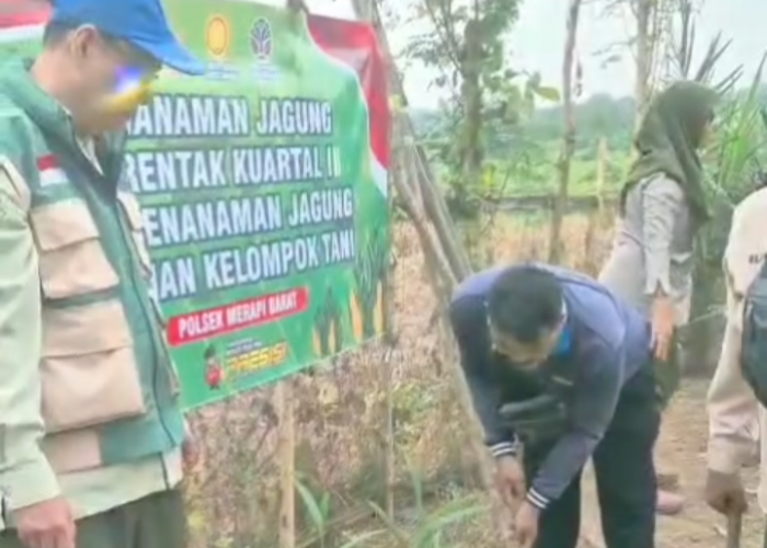 Polsek Merapi Tanam Jagung Serentak, Dukung Ketahanan Pangan Nasional