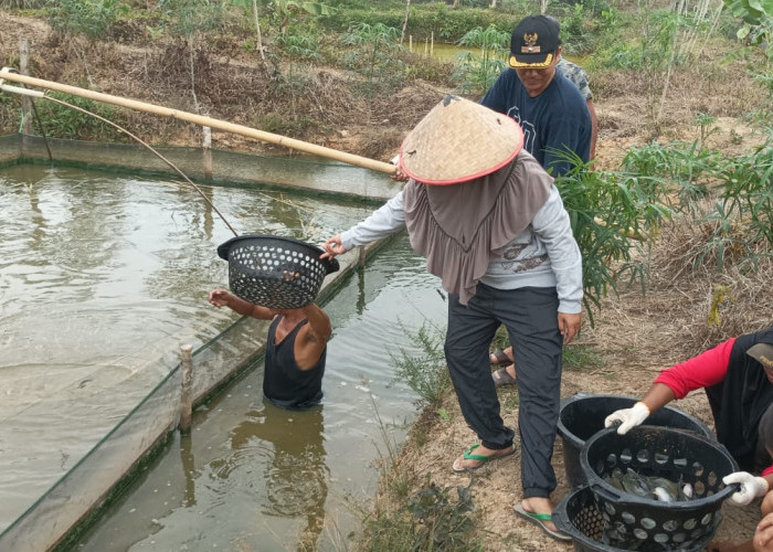 Program Ketahanan Pangan Desa Tanjung Lontar Dinilai Berhasil, ini Sistem Yang di Terapkan