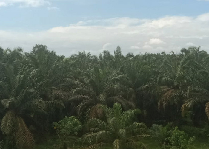 Wilayah Kikim Area Terkepung Perkebunan Kelapa Sawit, Hutan Dulu Lebat Kini Hanya Kenangan