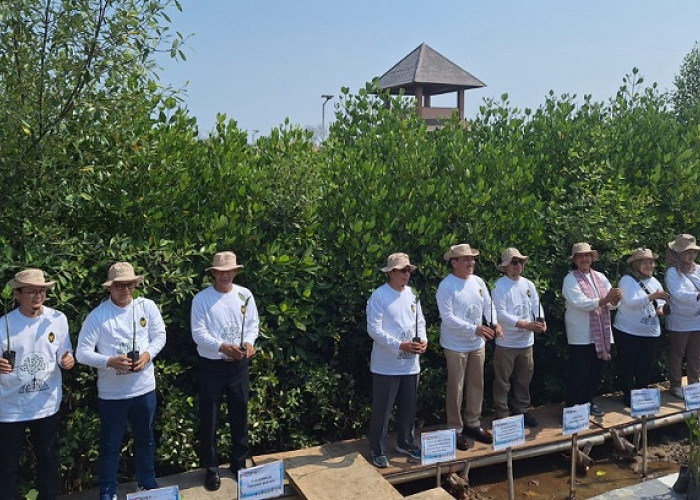 Kolaborasi dengan Pemerintah, Bukit Asam (PTBA) Ikut Aksi Tanam Mangrove