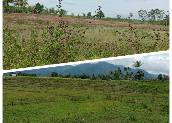 Waduh, Ratusan Hektar Sawah Di Kabupaten Lahat Ini Mengalami Kekeringan Petani Rugi Ratusan Ton