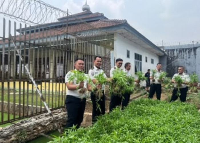 Lapas Kelas IIB Tanjungpandan Panen 60 Kilogram Kangkung, Dorong Kemandirian WBP
