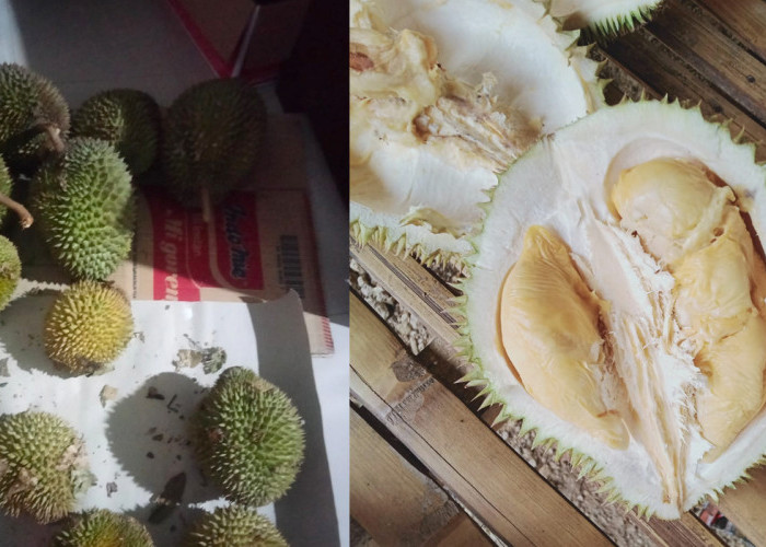 Siap siap Musim Durian di Lahat, Buah Durian Kikim Mulai Masak, Warnanya Kuning 