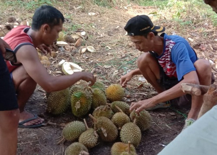 Beli Buah Durian Borongan Lebih Murah di Kerung
