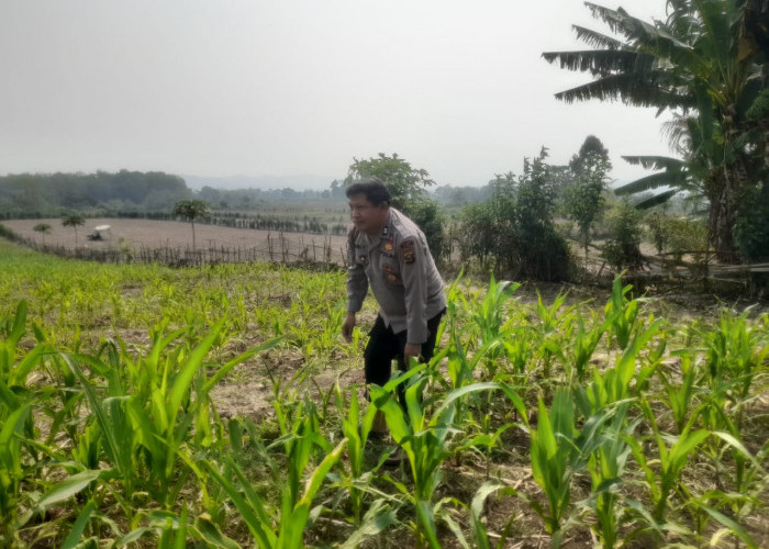 Bhabinkamtibmas Polsek Mulak Ulu Pantau Tanaman Jagung 1 Hektare di Desa Geramat
