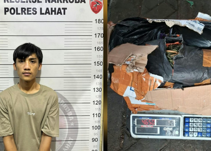 Satresnarkoba Polres Lahat Sita 4,65 Kg Ganja di Tanjung Sirih, Seorang Pria Diamankan