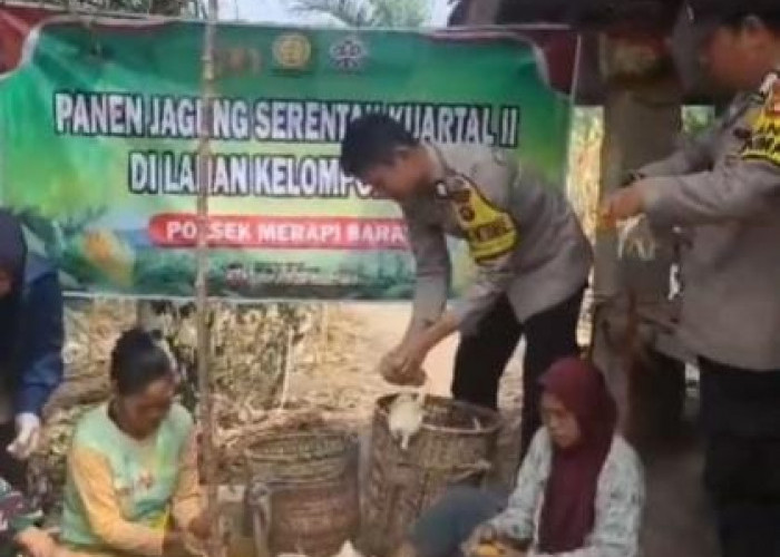 Panen Jagung 1 Hektare di Desa Tanjung Pinang, Polsek Merapi Barat Perkuat Ketahanan Pangan