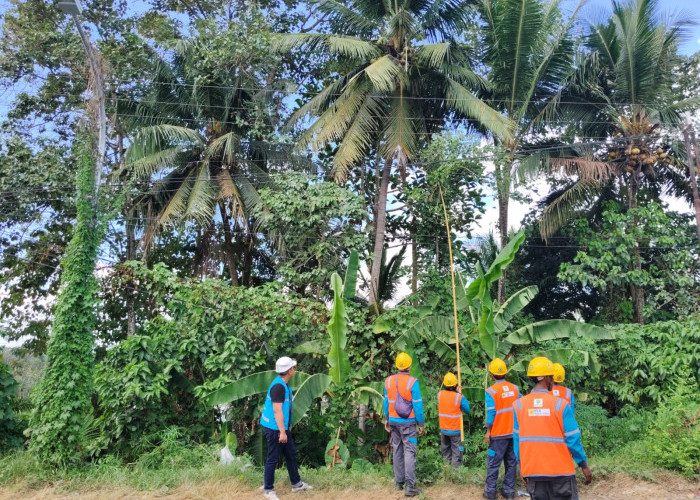 Tingkatkan Kualitas Tegangan, PLN ULP Lembayung Lakukan Peremajaan Konstruksi Jaringan di Pulau Pinang Lahat