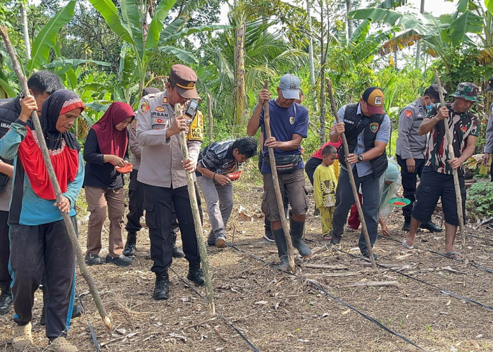 Polsek Merapi Barat Tanam Jagung di Gunung Kembang, Realisasikan Program Ketahanan Pangan