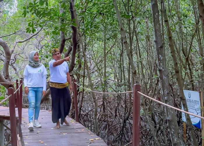 Program Desa Berdaya dari PLN Bantu Kawasan Hutan Mangrove Jerowaru Jadi Favorit Pengunjung