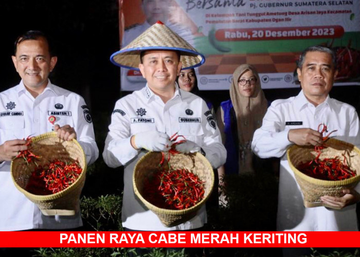 Pj Gubernur Sumsel Agus Fatoni Panen Raya Cabe Merah Keriting Bersama Petani di Ogan Ilir