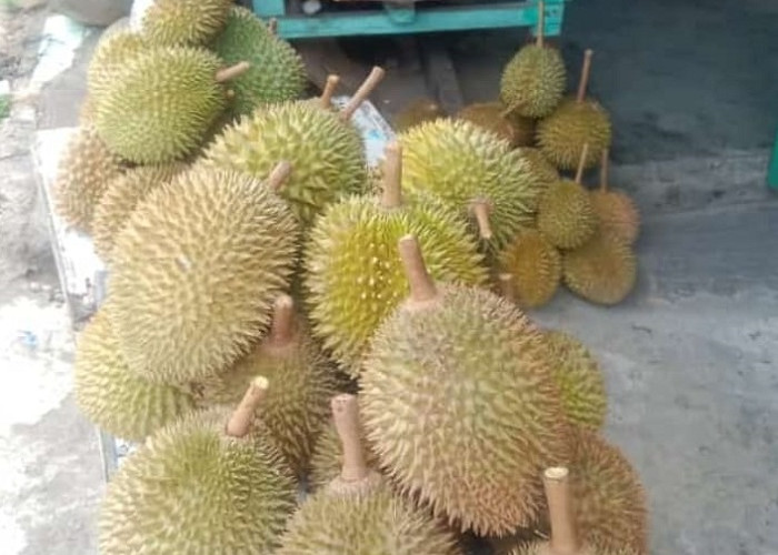 Nonton Porprov Sambil Nikmati Musim Durian Lahat