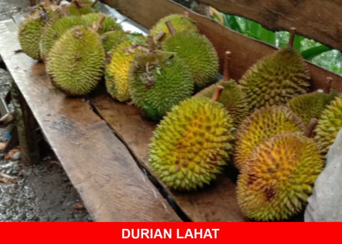 Harga Durian Lahat Bisa Tawar Menawar, Tergantung Ukuran Besar Kecil Buah