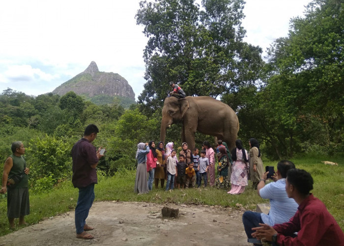 Konservasi Gajah Perangai Lahat Jadi Destinasi Wisata Hari Libur