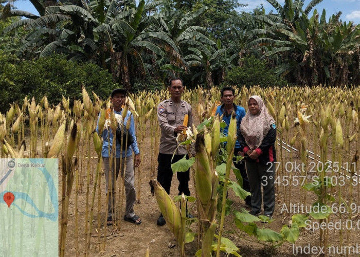 Wujudkan Ketahanan Pangan Nasional, Bhabinkamtibmas Polsek Merapi Barat Cek Persiapan Tanam Jagung