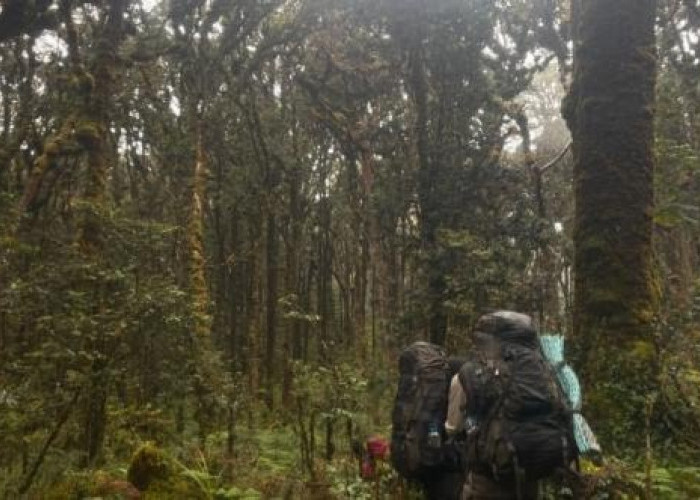 Menembus Hutan Misterius, Mahasiswa UI Jelajahi Gunung Patah Selama 13 Hari