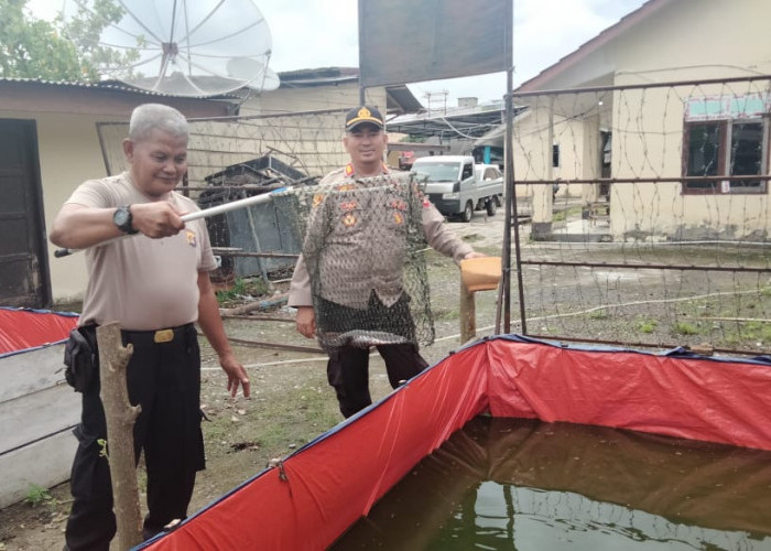 Ikan Lele Polsek Tebing Tinggi Polres Empat Lawang Mulai Berkembang Biak