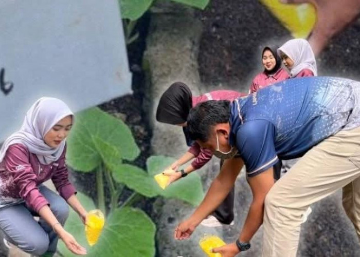Lapas Kelas IIA Lahat Kembangkan Pembinaan Kemandirian, Warga Binaan Terlibat Langsung Perawatan Tanaman Melon