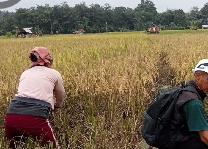 Mantap, Petani Desa Gunung Kembang Berhasil Tingkatkan Produksi Padi Ini Faktor Keberhasilannya