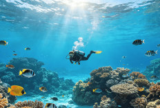 Menjelajahi Taman Nasional Bunaken, Keindahan Terumbu Karang dan Kekayaan Bawah Laut Sulawesi Utara