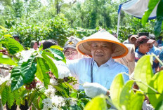 Sekda Izromaita Dorong Kopi dan Lada Dongkrak Perekonomian Masyarakat