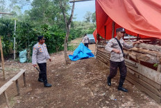Polsek Pajar Bulan Bongkar Arena Sabung Ayam di Desa Pajar Tinggi