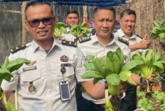 Panen Pakcoy Lapas Lahat Jadi Wujud Nyata Program Ketahanan Pangan