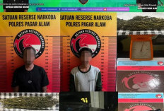 Polres Pagar Alam Gagalkan Peredaran Ganja, Dua Pengedar Diamankan Satresnarkoba