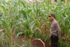 Polsek Kota Lahat Laksanakan Monitoring Perkembangan Tanaman Jagung di Desa Padang Lengkuas