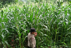 Wujudkan Ketahanan Pangan, Bhabinkamtibmas Polres Lahat Lakukan Pengecekan Tanaman Jagung di Desa Binaan